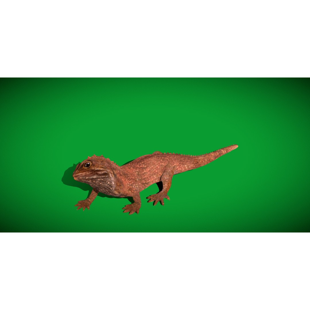 Tuatara Reptile 3D Model – Low Poly Game Ready with Animations - View 21