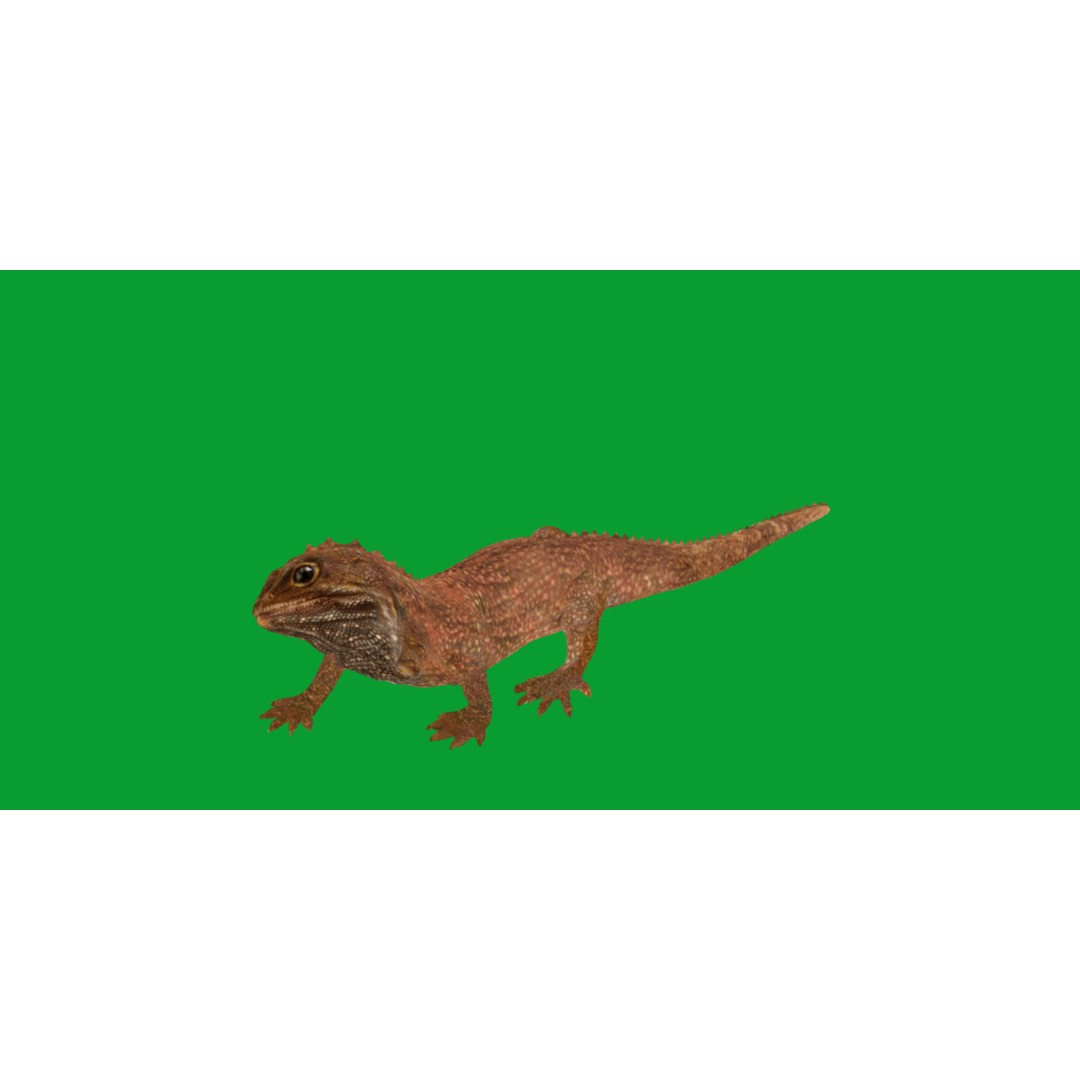 Tuatara Reptile 3D Model – Low Poly Game Ready with Animations - View 24