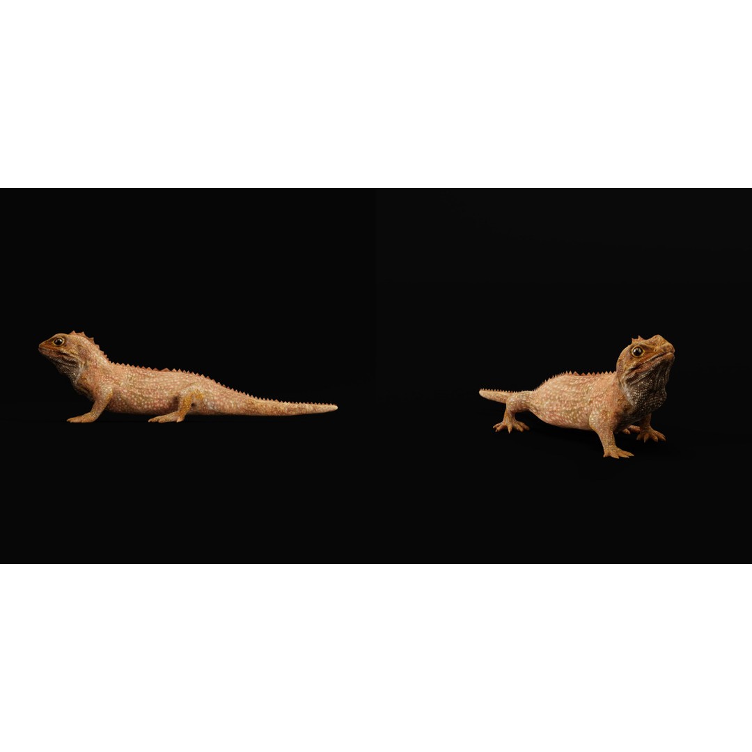 Tuatara Reptile 3D Model – Low Poly Game Ready with Animations - View 25