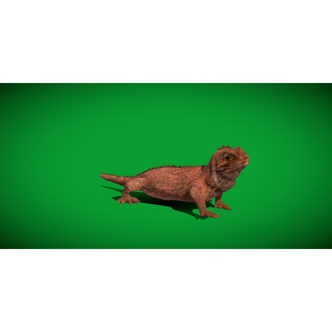 Tuatara Reptile 3D Model – Low Poly Game Ready with Animations - View 26