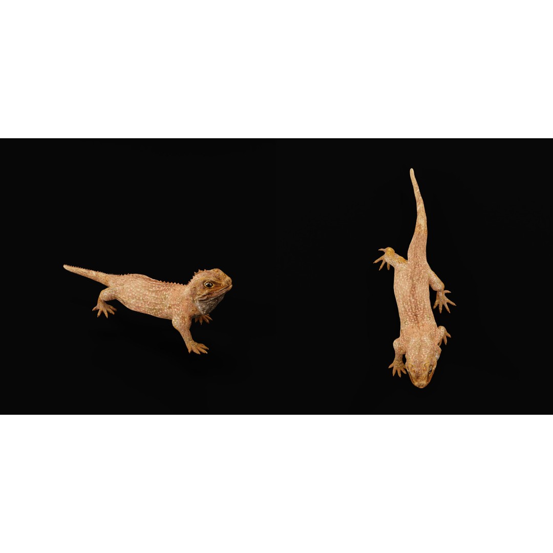 Tuatara Reptile 3D Model – Low Poly Game Ready with Animations - View 27