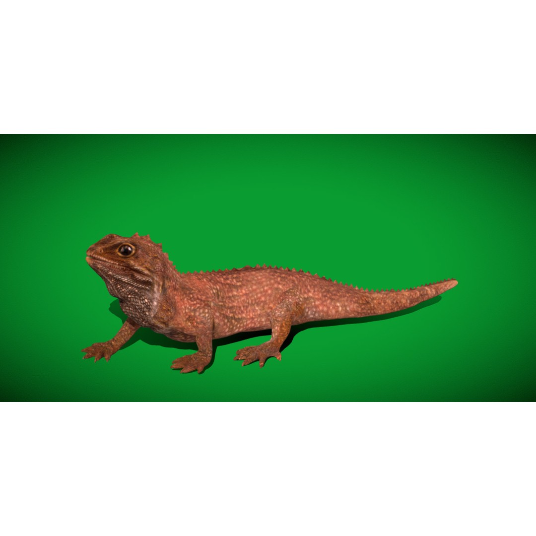 Tuatara Reptile 3D Model – Low Poly Game Ready with Animations - View 28