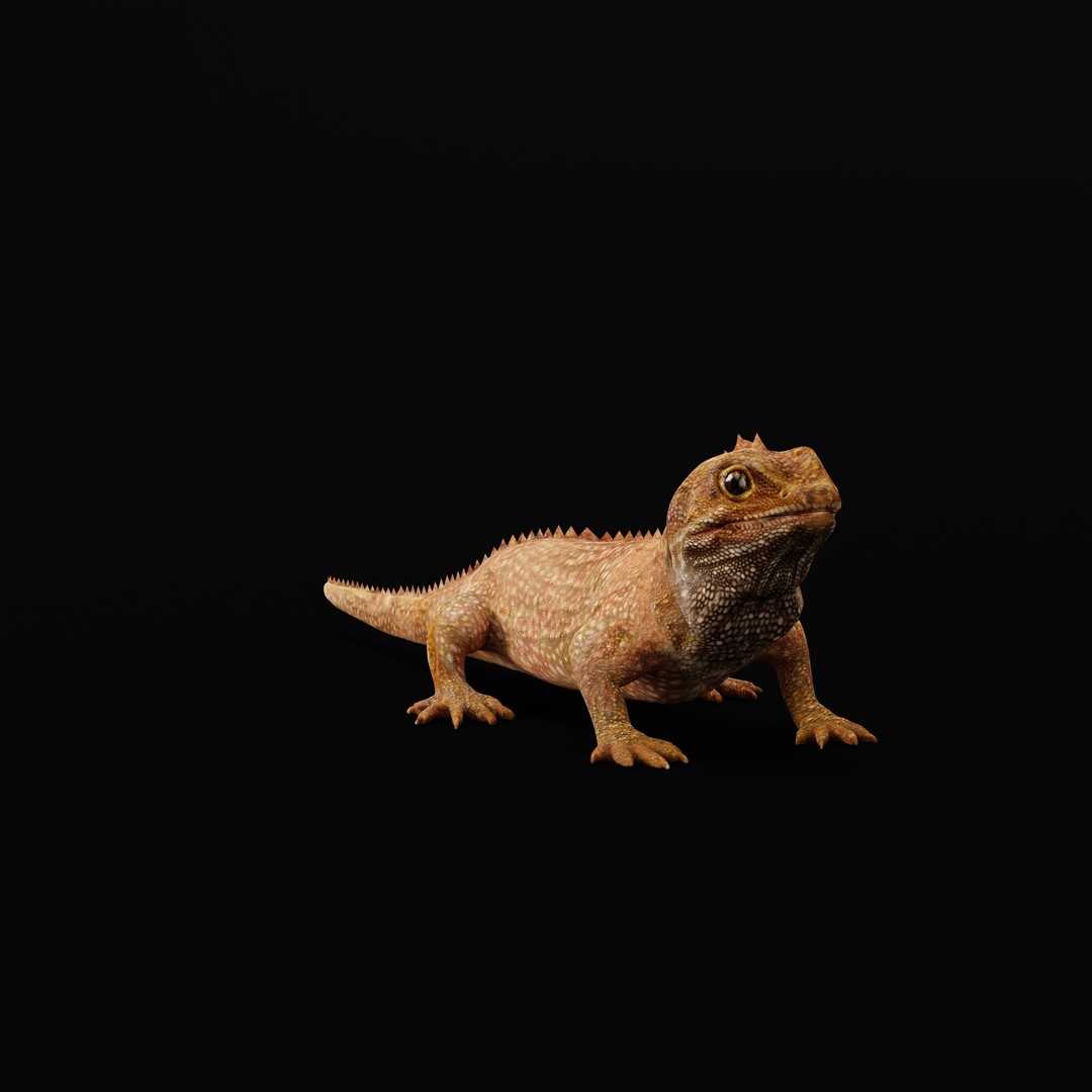 Tuatara Reptile 3D Model – Low Poly Game Ready with Animations - View 29