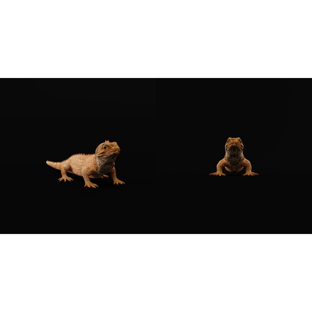 Tuatara Reptile 3D Model – Low Poly Game Ready with Animations - View 3