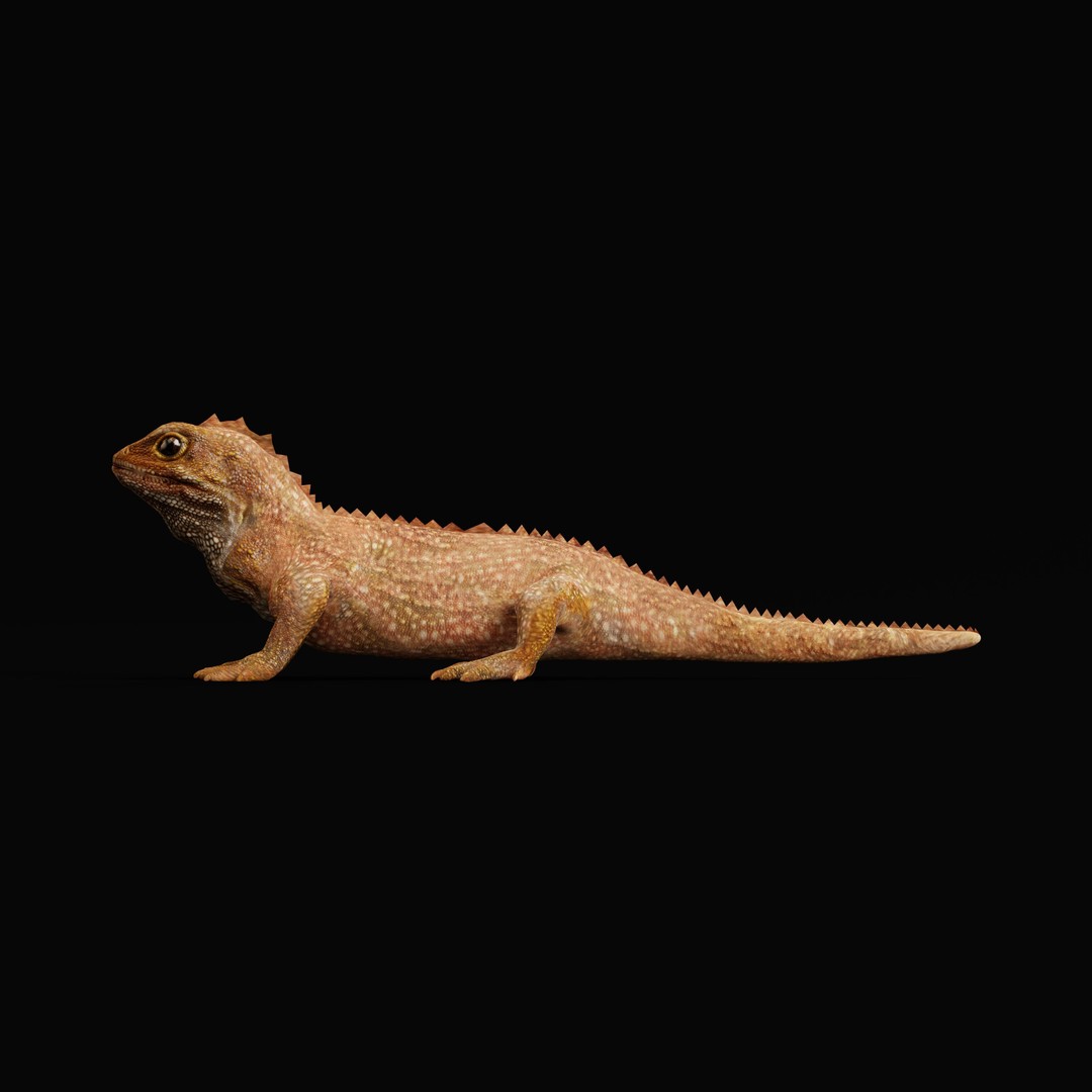 Tuatara Reptile 3D Model – Low Poly Game Ready with Animations - View 31