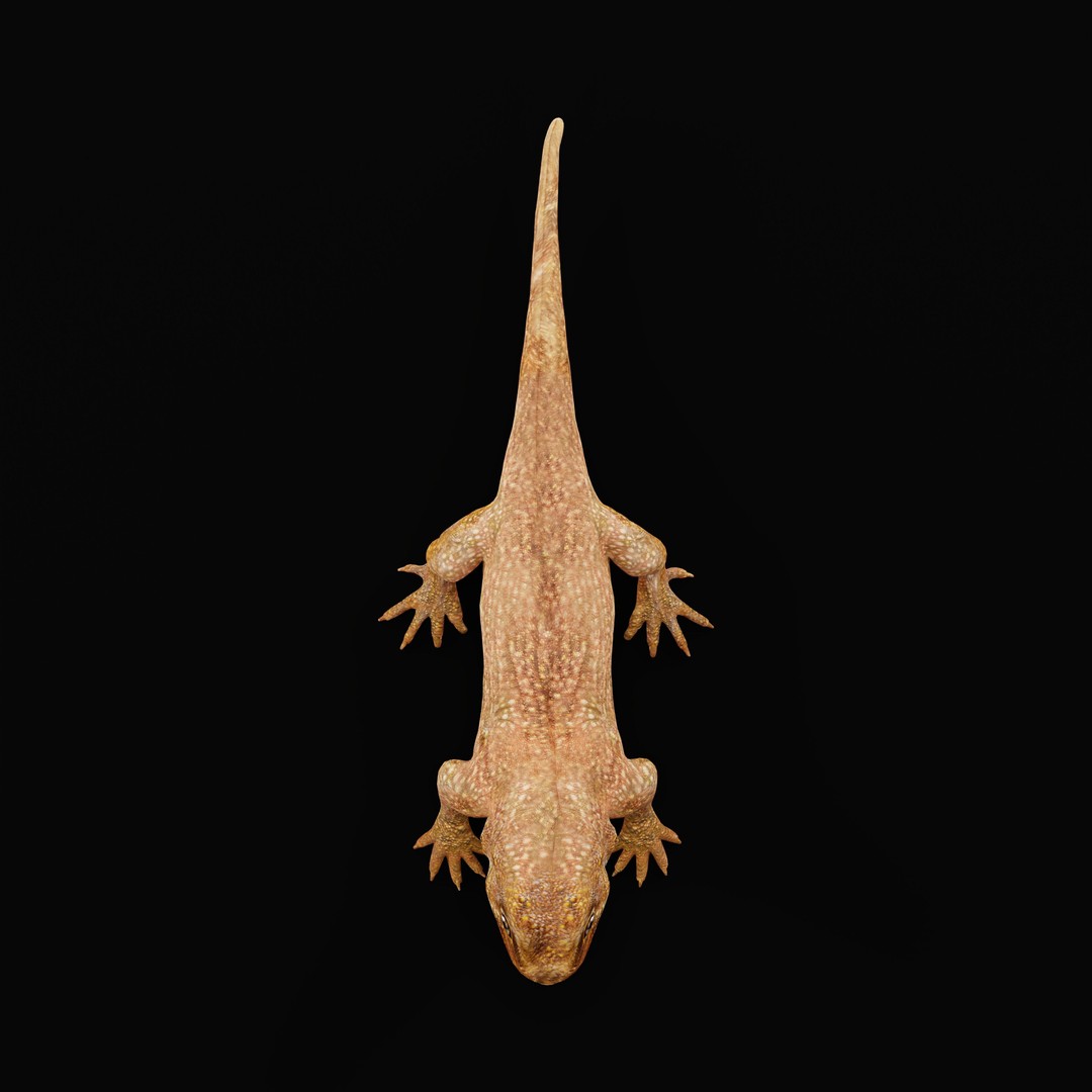 Tuatara Reptile 3D Model – Low Poly Game Ready with Animations - View 32