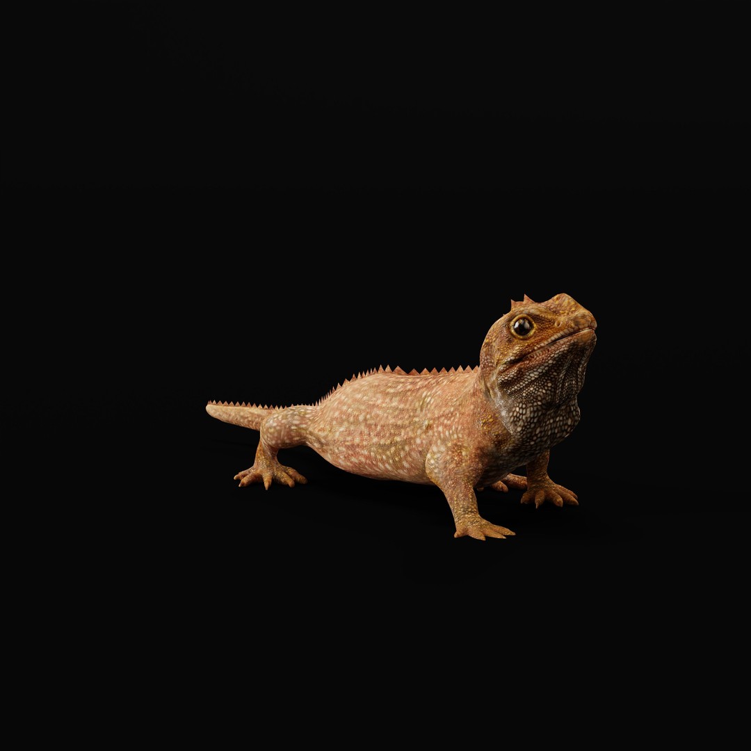 Tuatara Reptile 3D Model – Low Poly Game Ready with Animations - View 33
