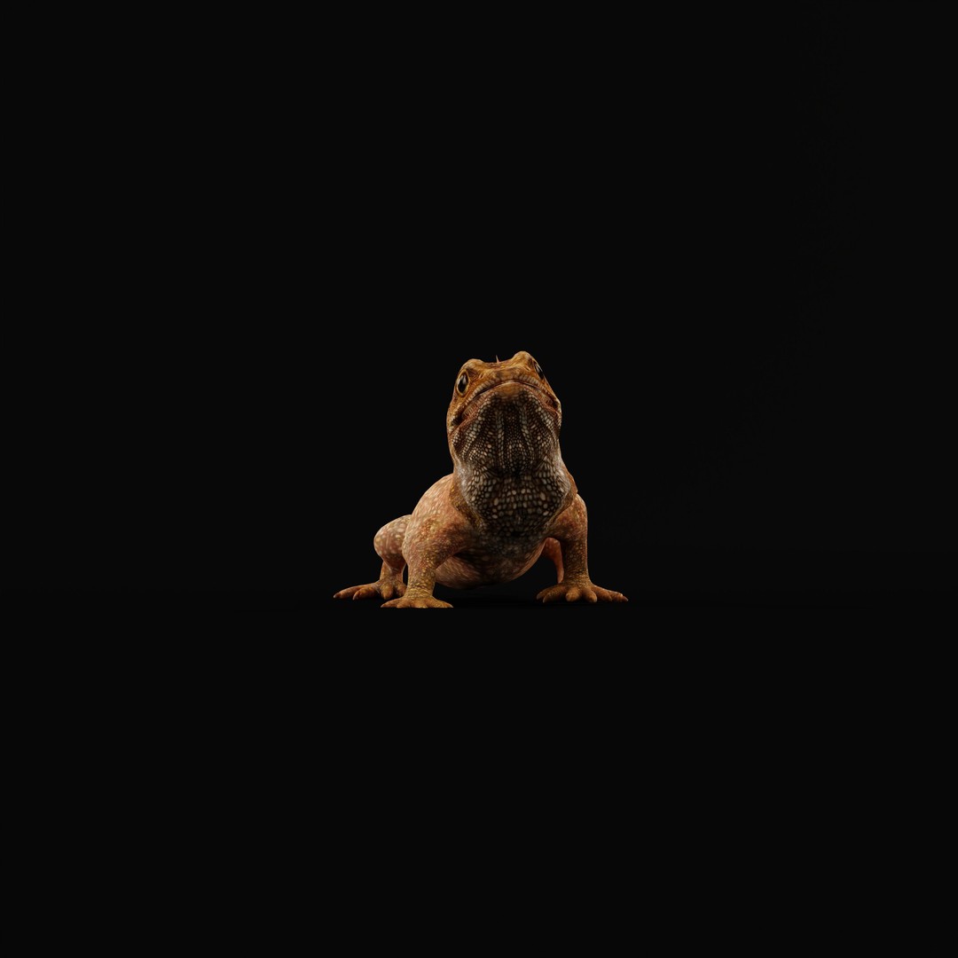 Tuatara Reptile 3D Model – Low Poly Game Ready with Animations - View 34