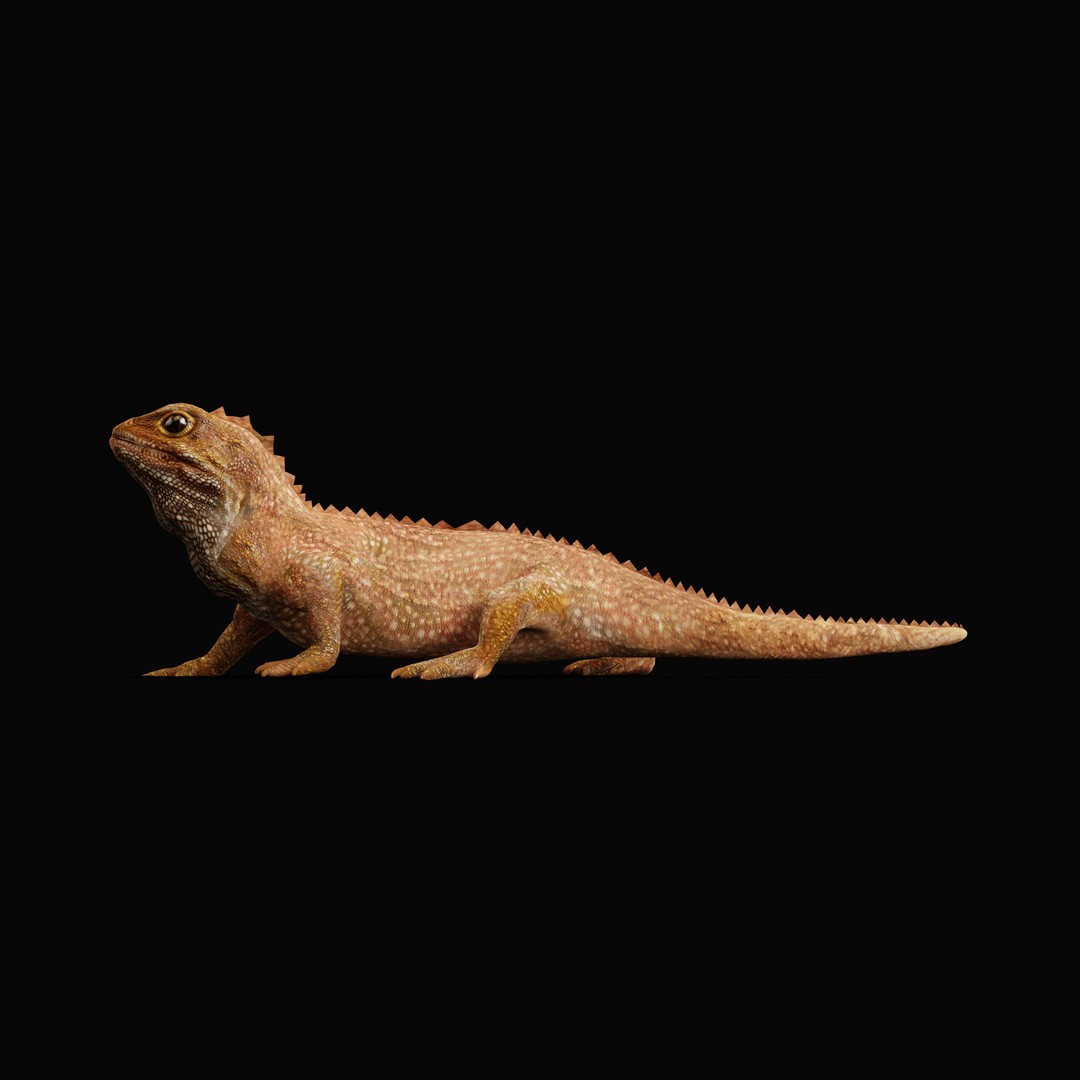 Tuatara Reptile 3D Model – Low Poly Game Ready with Animations - View 35