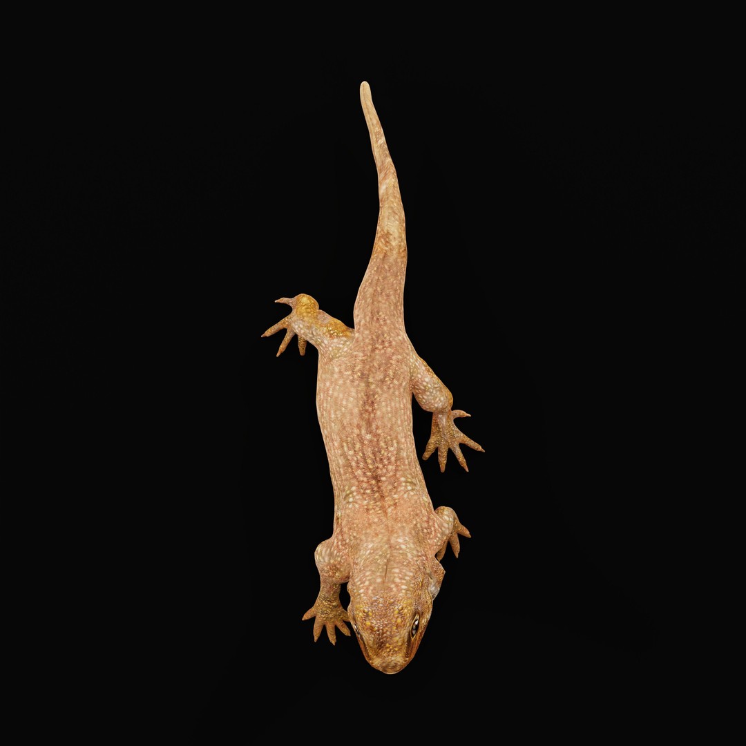 Tuatara Reptile 3D Model – Low Poly Game Ready with Animations - View 36