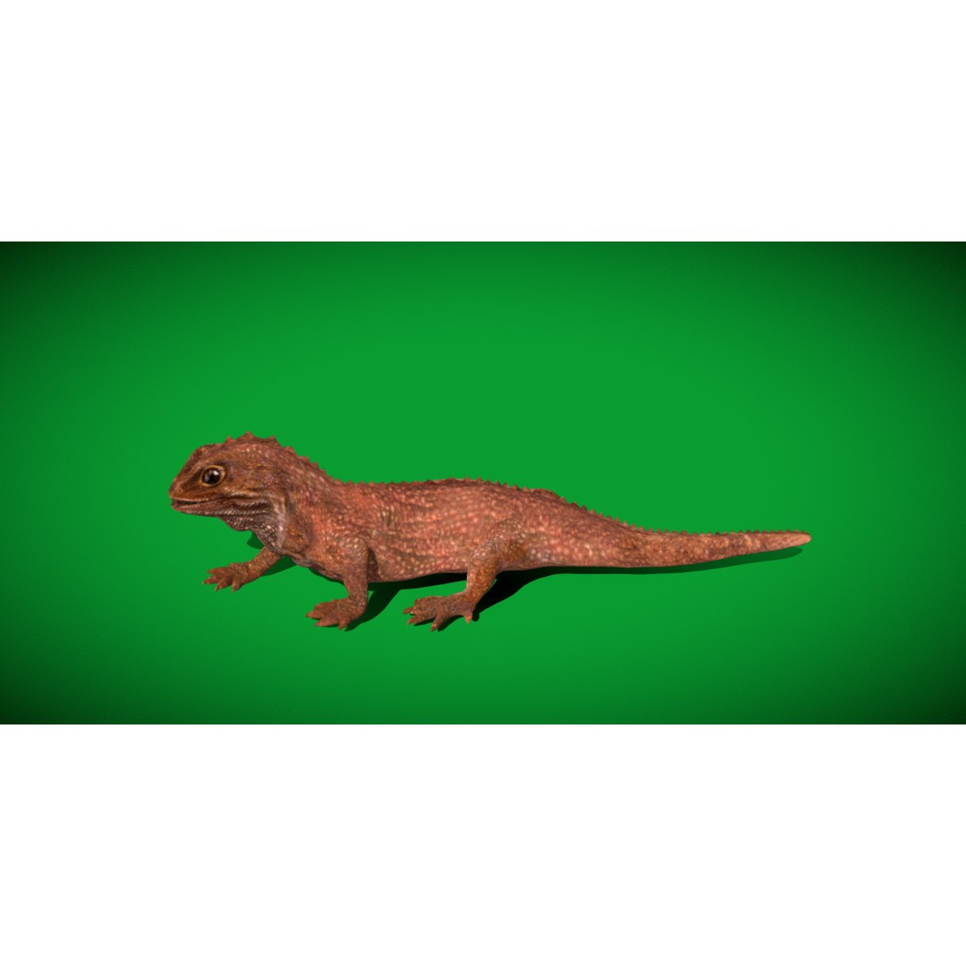 Tuatara Reptile 3D Model – Low Poly Game Ready with Animations - View 4