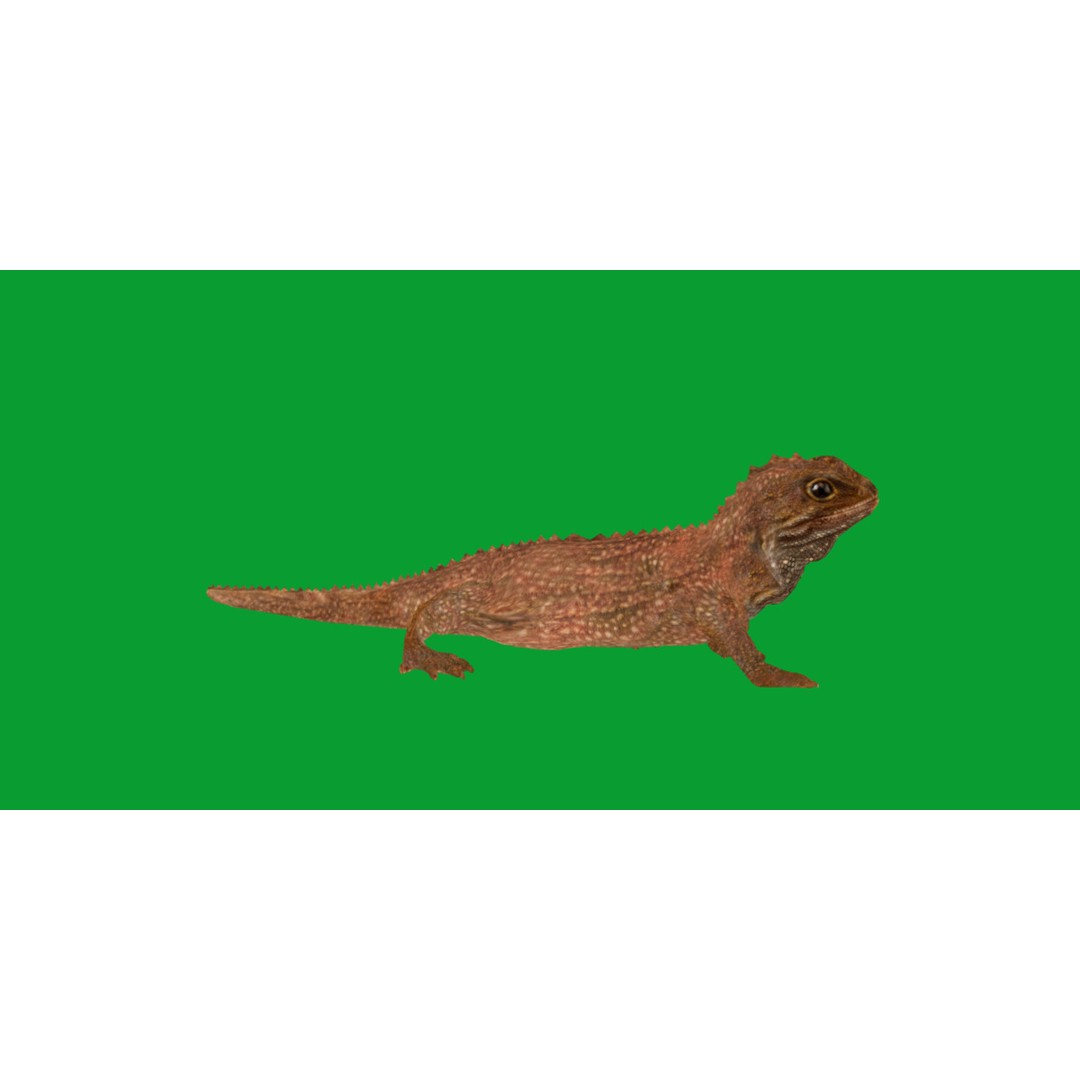 Tuatara Reptile 3D Model – Low Poly Game Ready with Animations - View 6