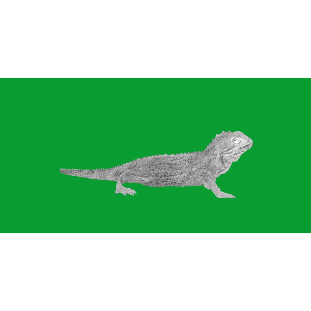Tuatara Reptile 3D Model – Low Poly Game Ready with Animations - View 8