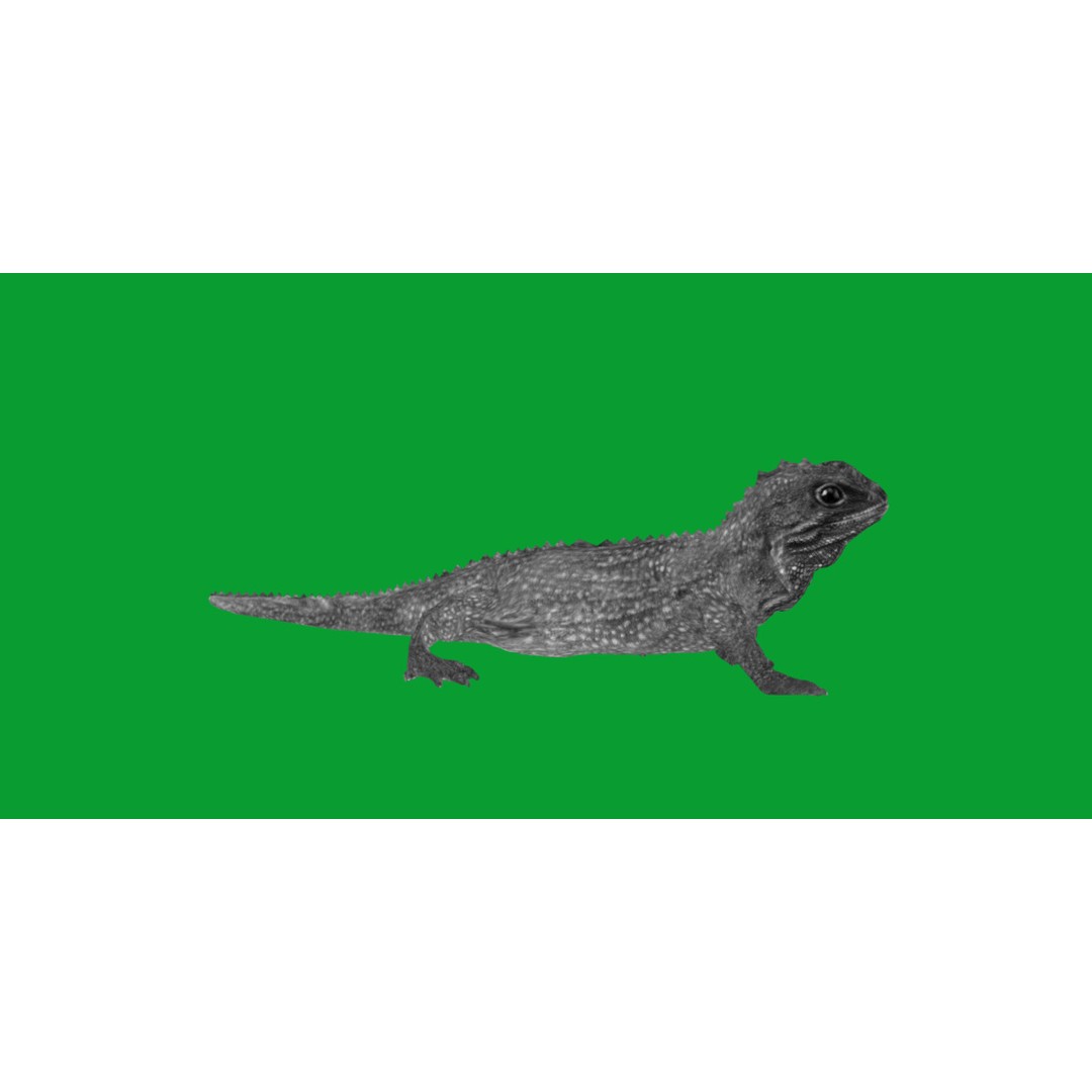 Tuatara Reptile 3D Model – Low Poly Game Ready with Animations - View 9