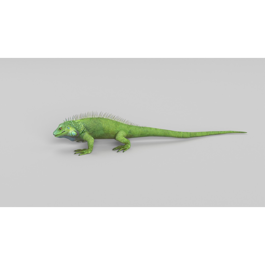 Iguana 3D Model – Low Poly Game Asset, PBR Textures, FBX - View 10