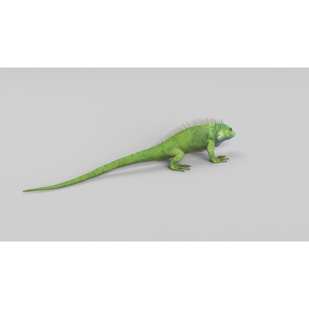 Iguana 3D Model – Low Poly Game Asset, PBR Textures, FBX - View 6