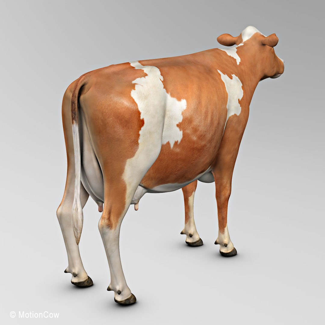 Ayrshire Cow 3D Model – Realistic Rigged Asset for Animation, FBX - View 10