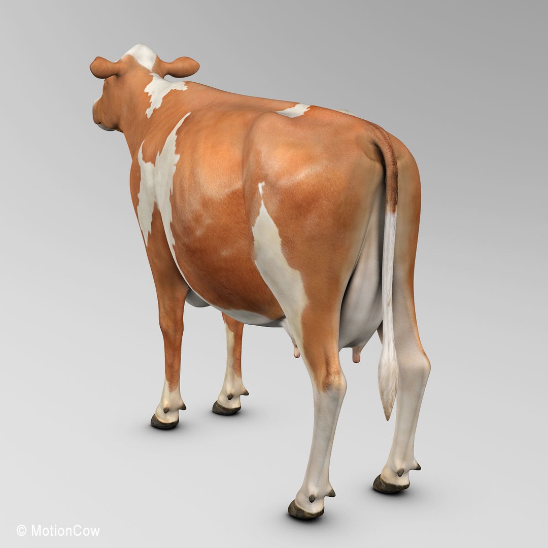 Ayrshire Cow 3D Model – Realistic Rigged Asset for Animation, FBX - View 11