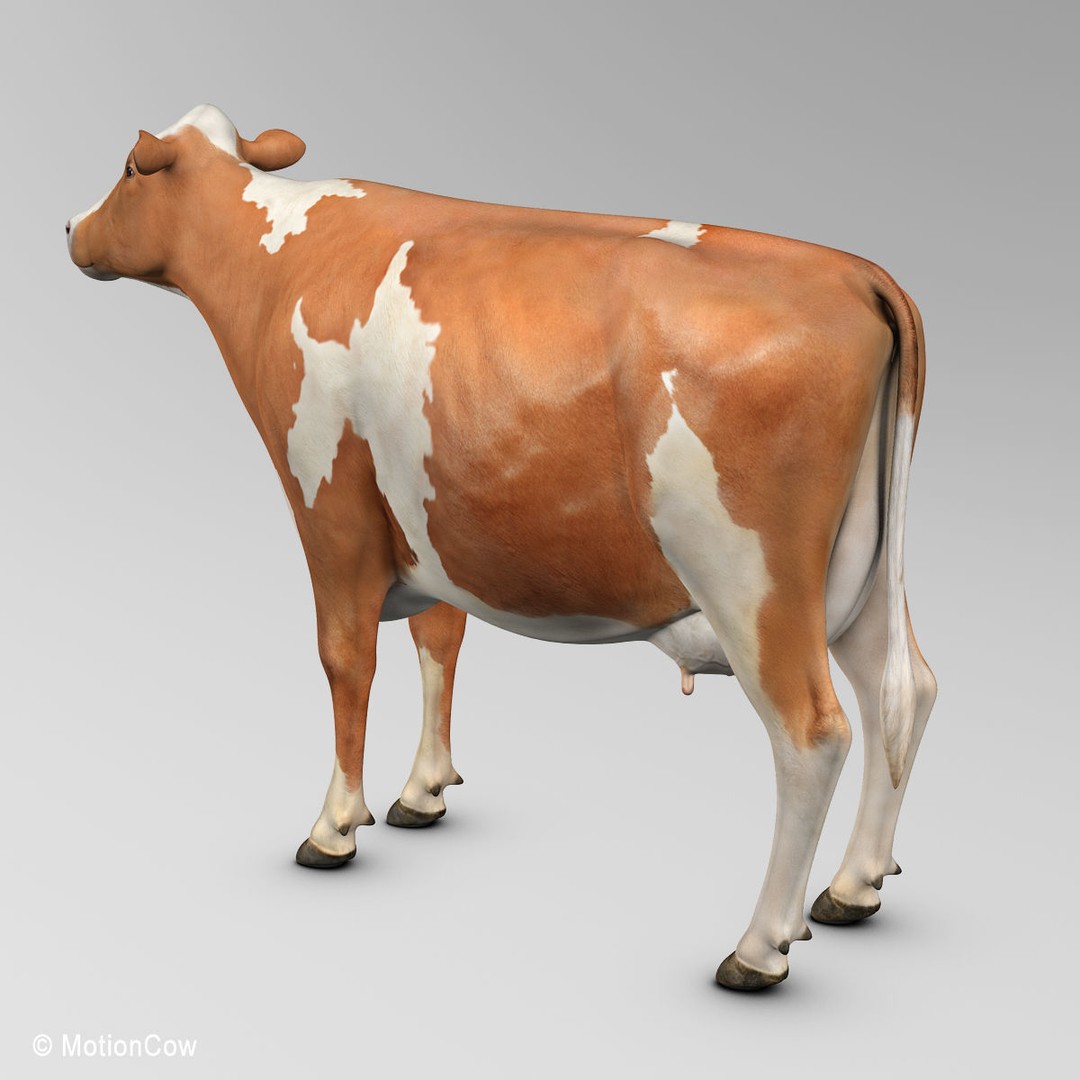 Ayrshire Cow 3D Model – Realistic Rigged Asset for Animation, FBX - View 12