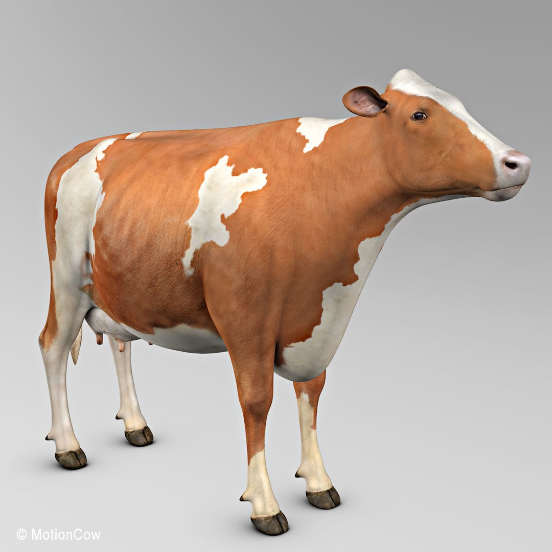Ayrshire Cow 3D Model – Realistic Rigged Asset for Animation, FBX - View 13