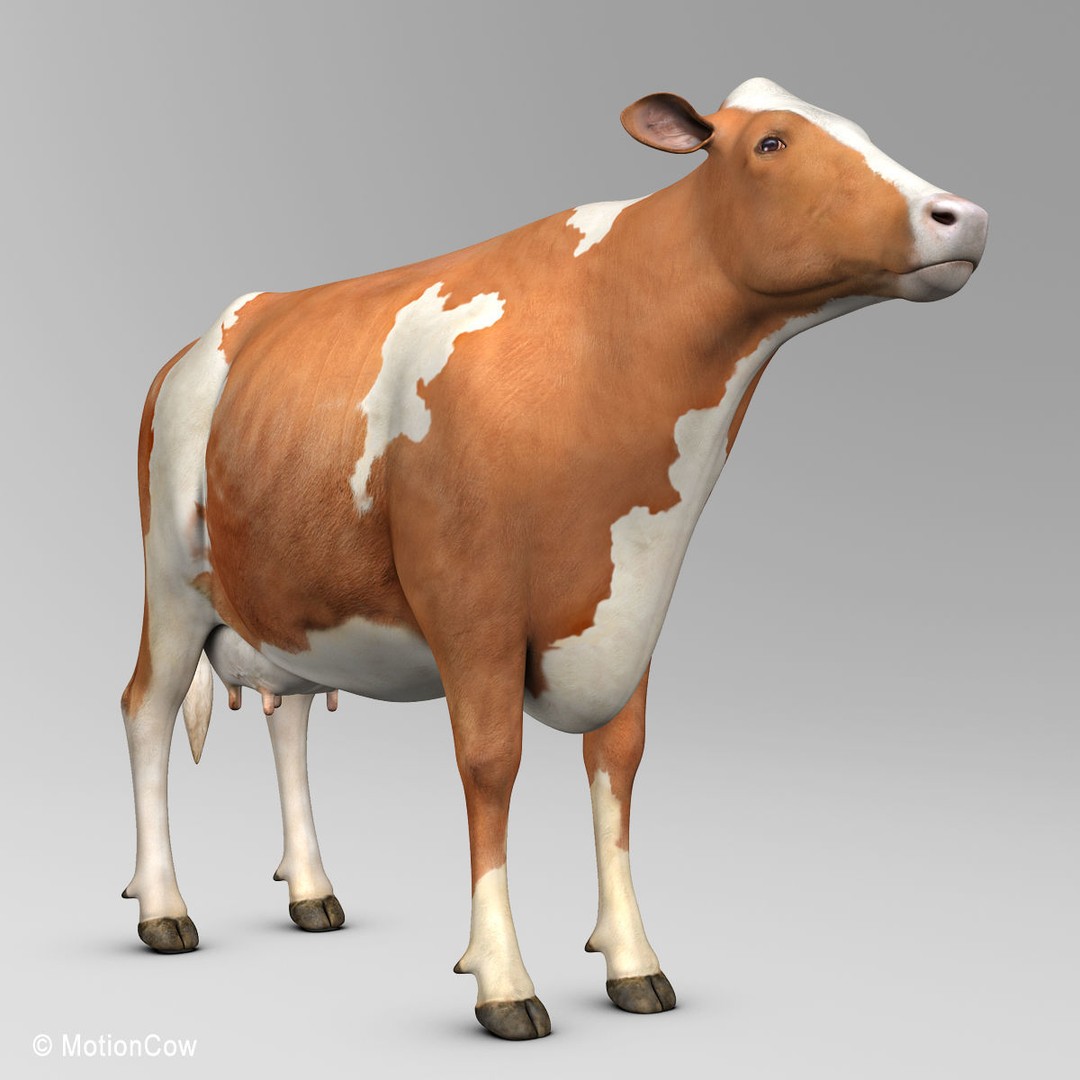 Ayrshire Cow 3D Model – Realistic Rigged Asset for Animation, FBX - View 14