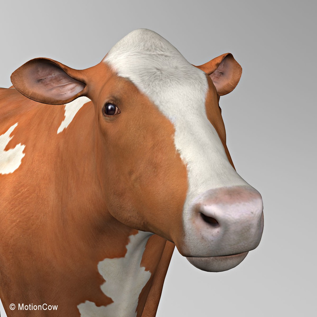 Ayrshire Cow 3D Model – Realistic Rigged Asset for Animation, FBX - View 15