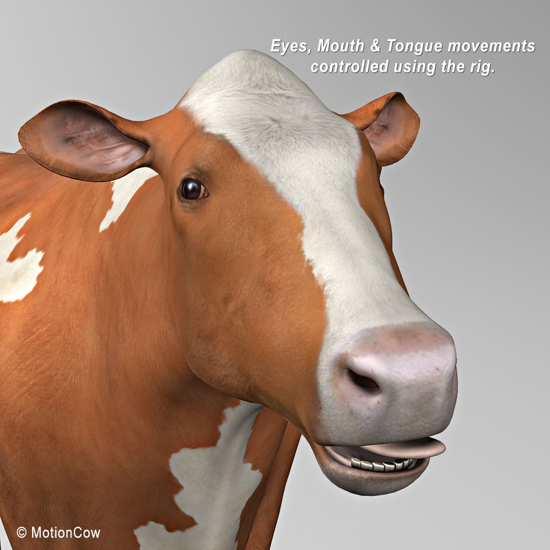 Ayrshire Cow 3D Model – Realistic Rigged Asset for Animation, FBX - View 16