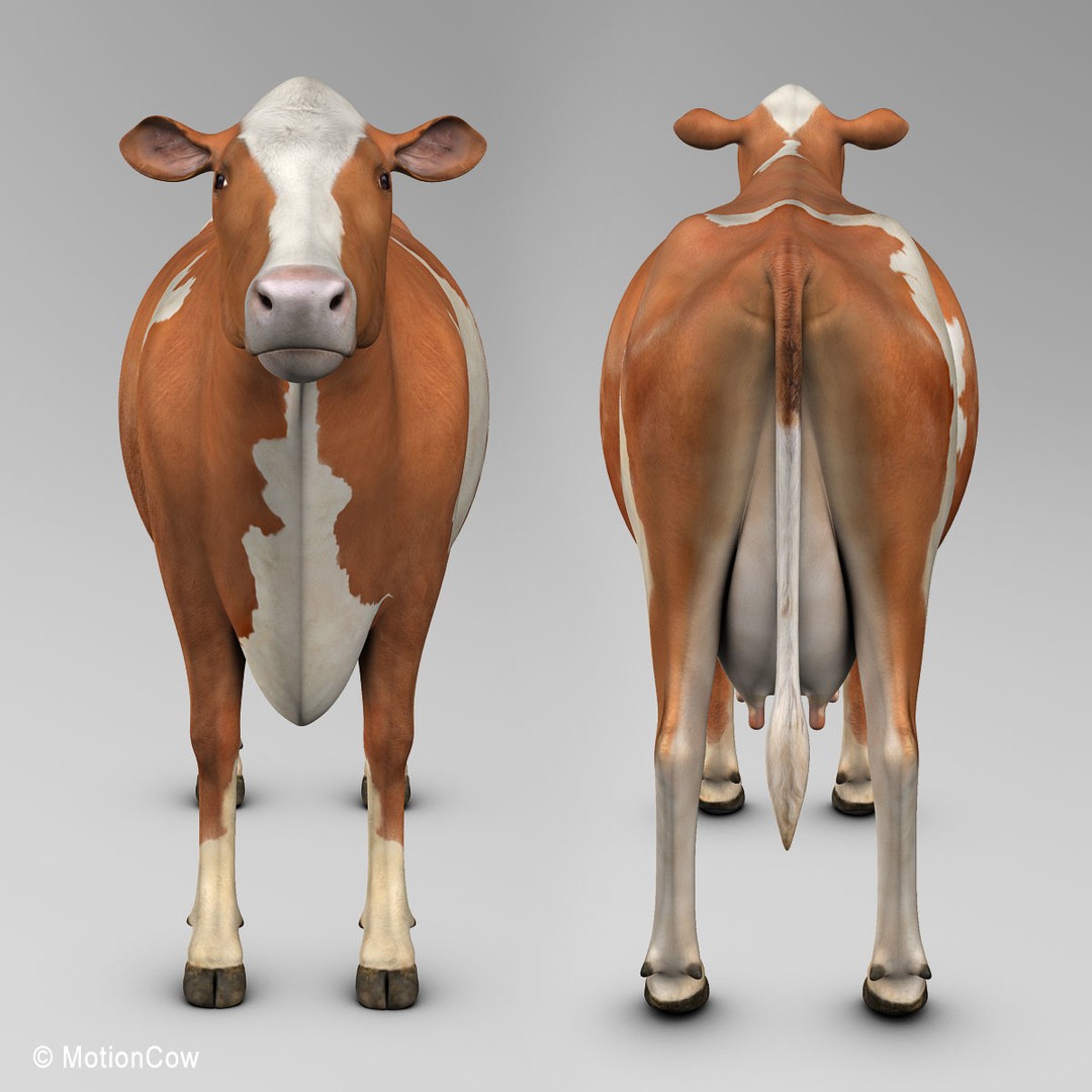 Ayrshire Cow 3D Model – Realistic Rigged Asset for Animation, FBX - View 17