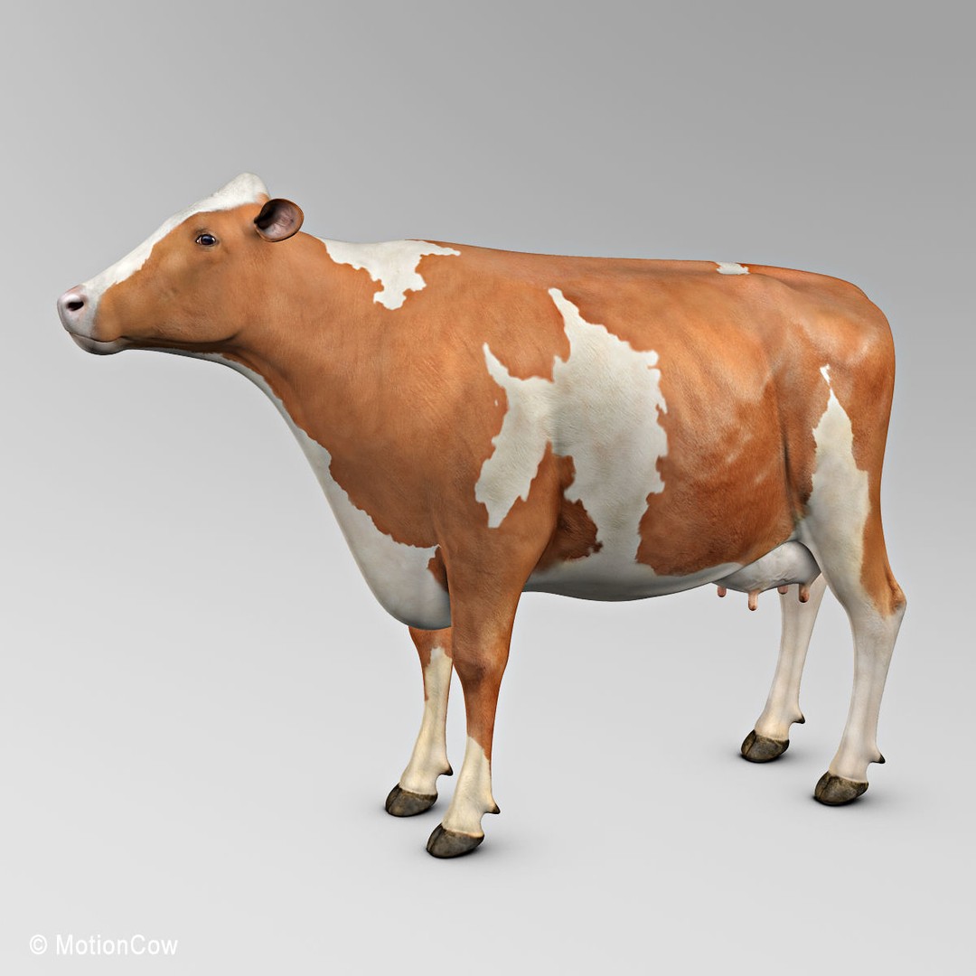 Ayrshire Cow 3D Model – Realistic Rigged Asset for Animation, FBX - View 18