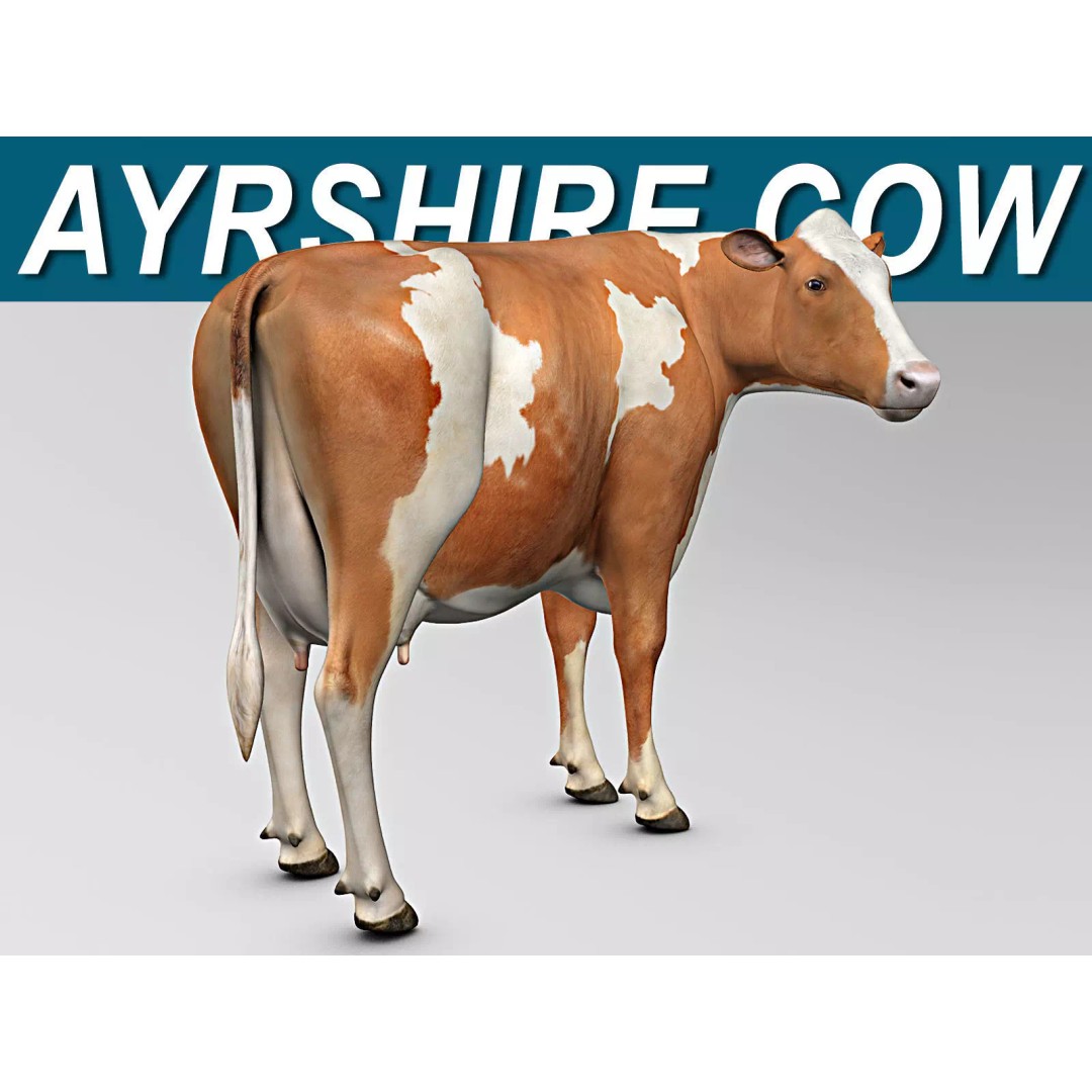 Ayrshire Cow 3D Model – Realistic Rigged Asset for Animation, FBX - View 2