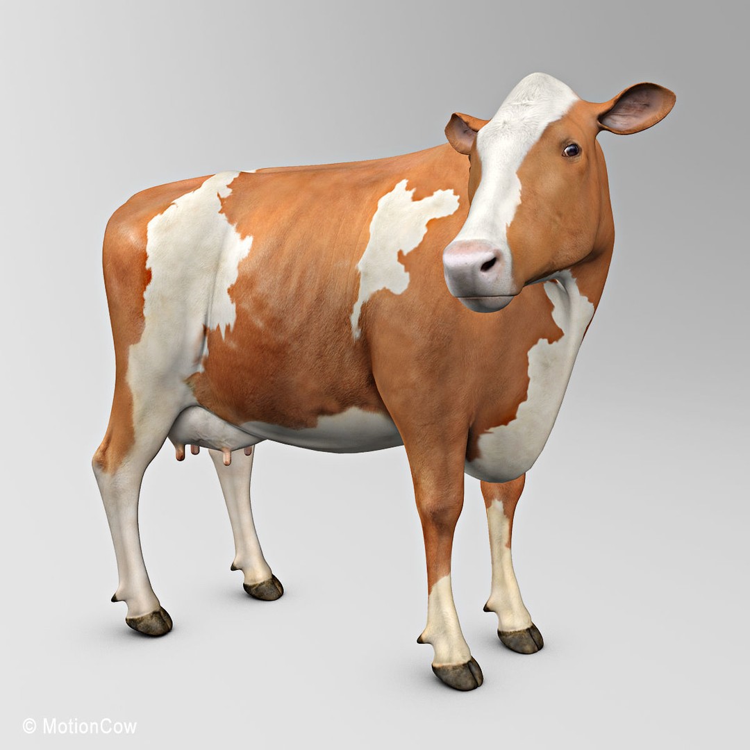 Ayrshire Cow 3D Model – Realistic Rigged Asset for Animation, FBX - View 3