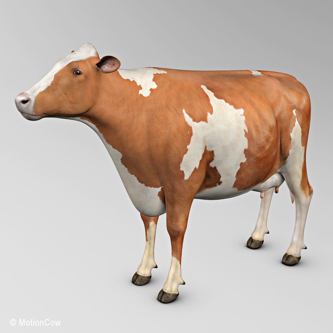 Ayrshire Cow 3D Model – Realistic Rigged Asset for Animation, FBX - View 4