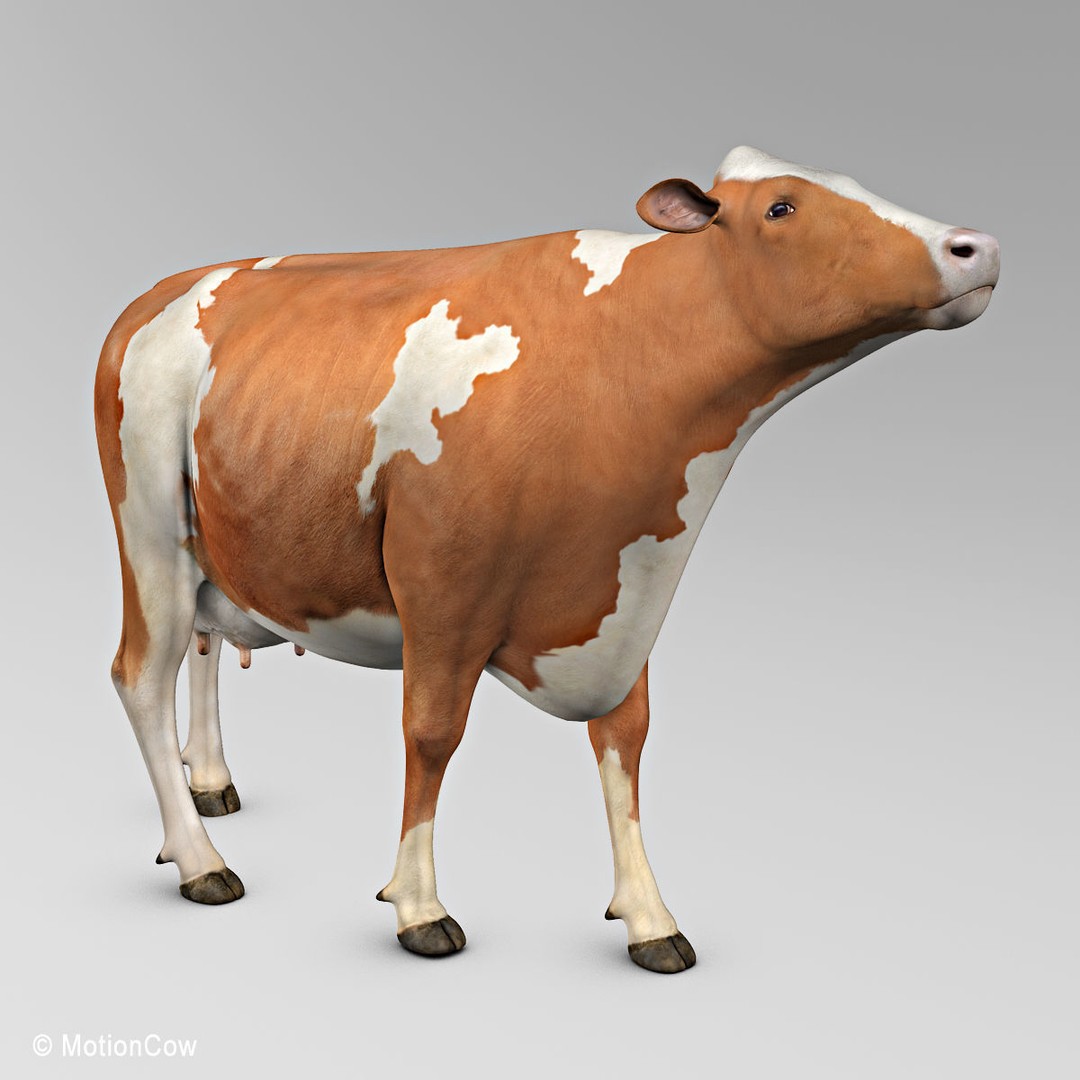Ayrshire Cow 3D Model – Realistic Rigged Asset for Animation, FBX - View 5