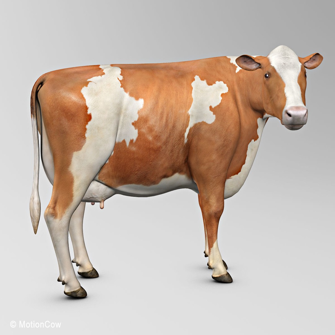 Ayrshire Cow 3D Model – Realistic Rigged Asset for Animation, FBX - View 6