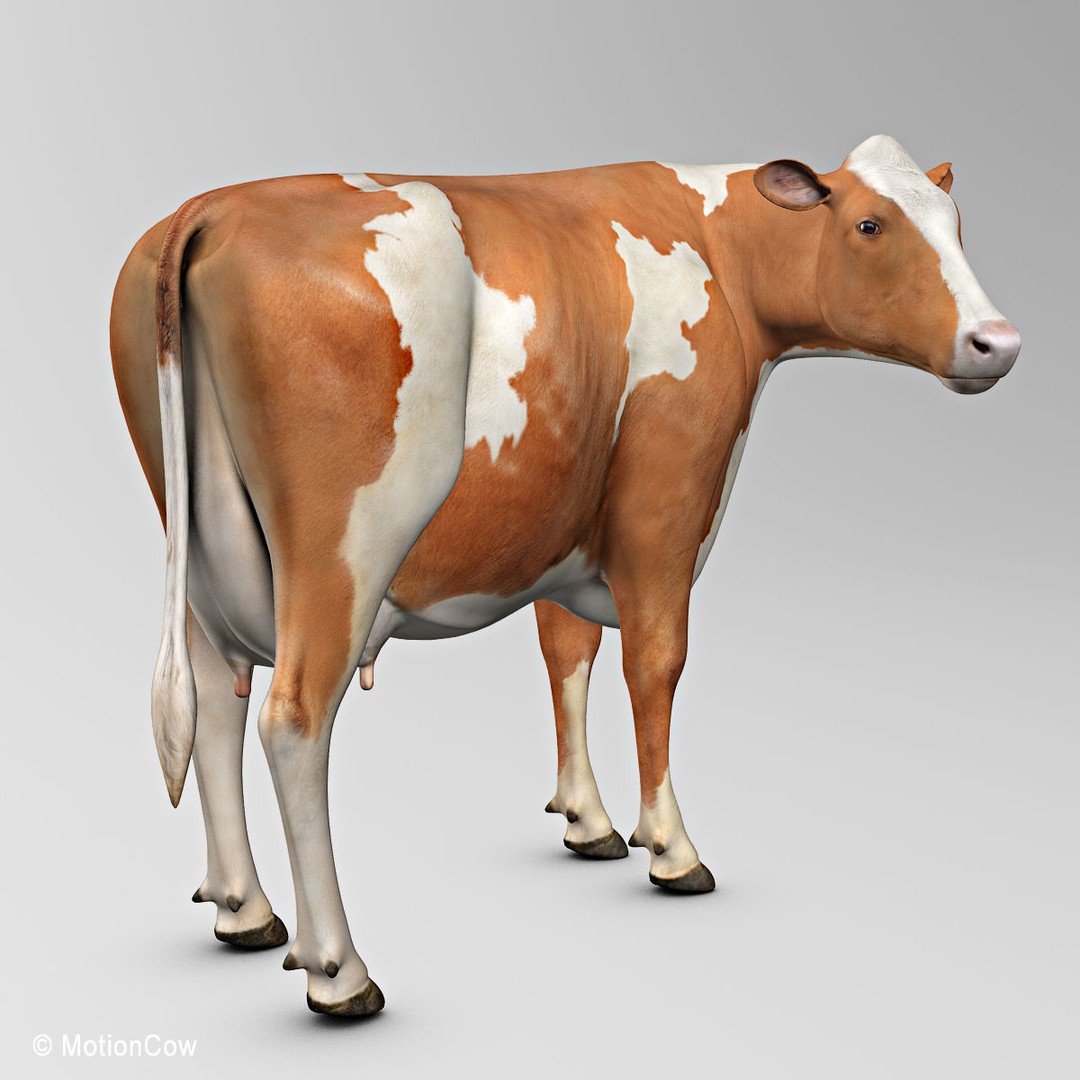 Ayrshire Cow 3D Model – Realistic Rigged Asset for Animation, FBX - View 7