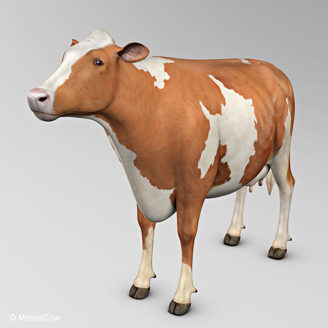 Ayrshire Cow 3D Model – Realistic Rigged Asset for Animation, FBX - View 8