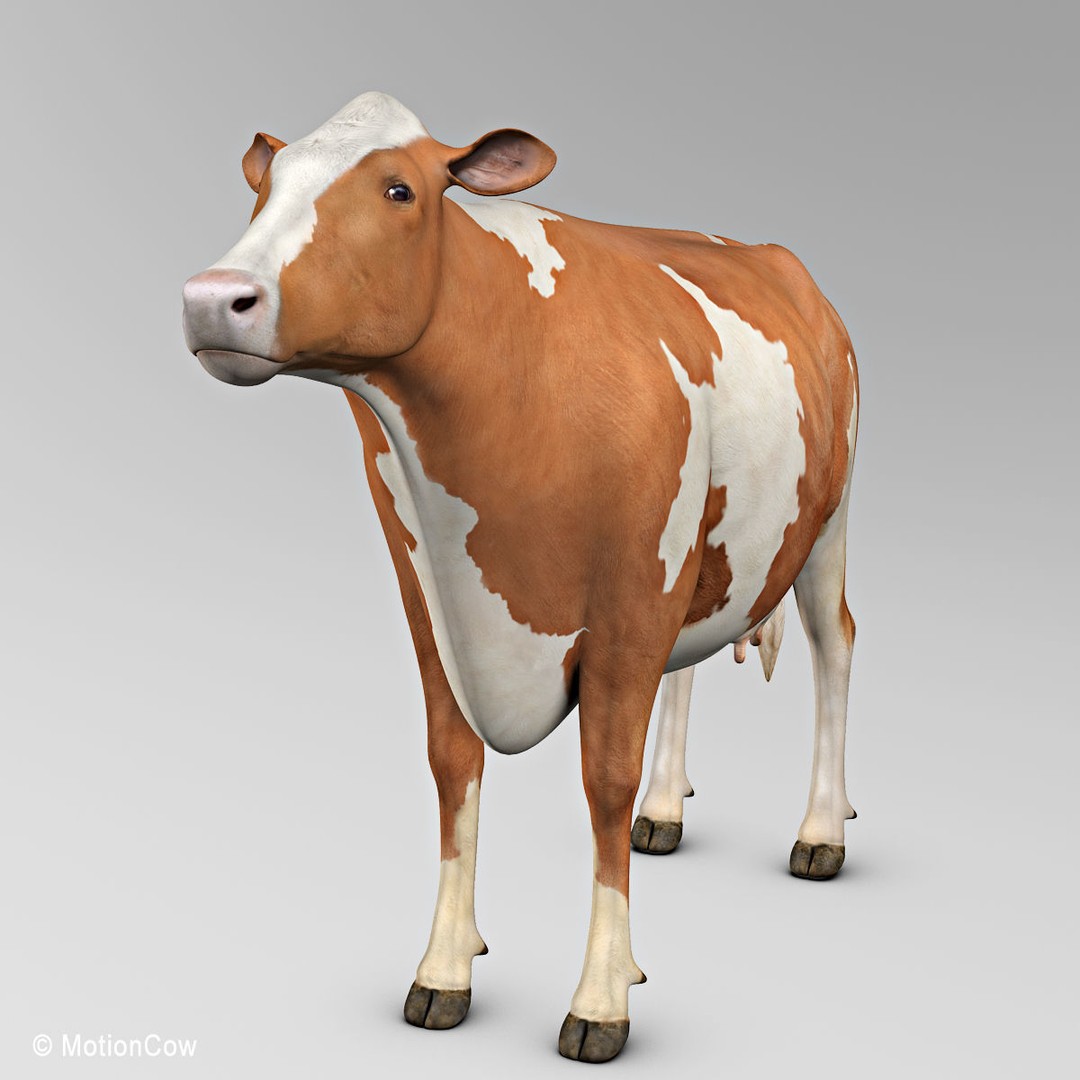 Ayrshire Cow 3D Model – Realistic Rigged Asset for Animation, FBX - View 9