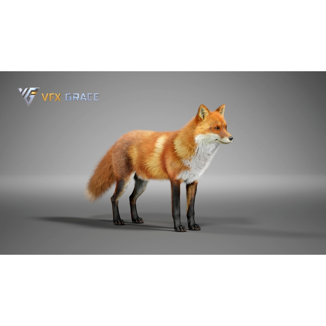 Red Fox 3D Model – High Poly Game-Ready Character Asset for Unreal Engine - View 10
