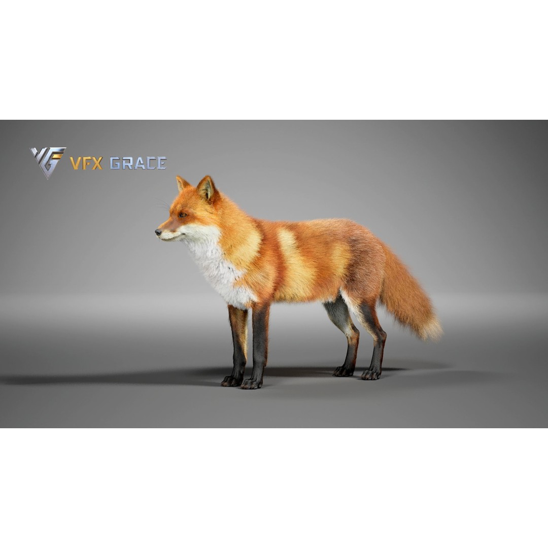 Red Fox 3D Model – High Poly Game-Ready Character Asset for Unreal Engine - View 4