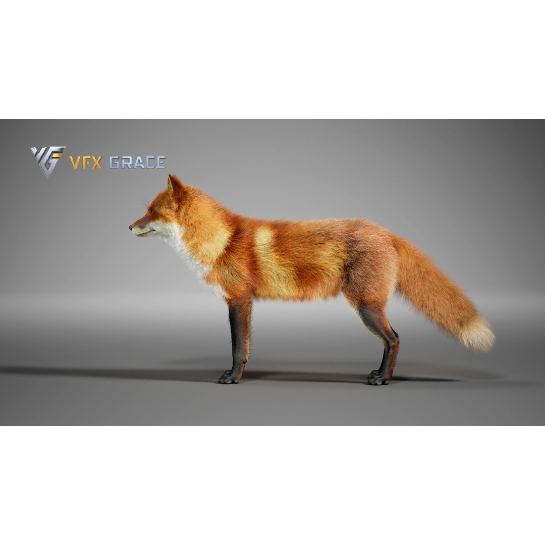 Red Fox 3D Model – High Poly Game-Ready Character Asset for Unreal Engine - View 5