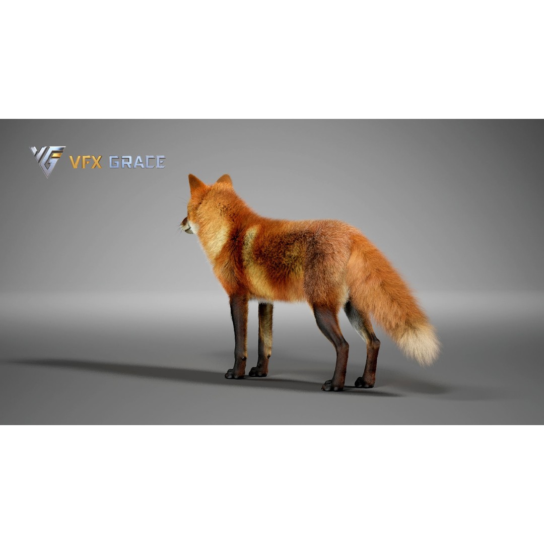 Red Fox 3D Model – High Poly Game-Ready Character Asset for Unreal Engine - View 6