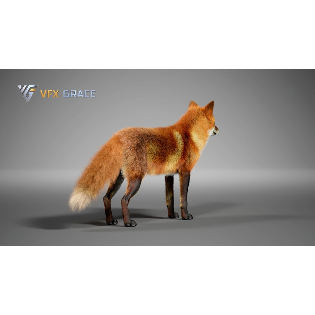 Red Fox 3D Model – High Poly Game-Ready Character Asset for Unreal Engine - View 8