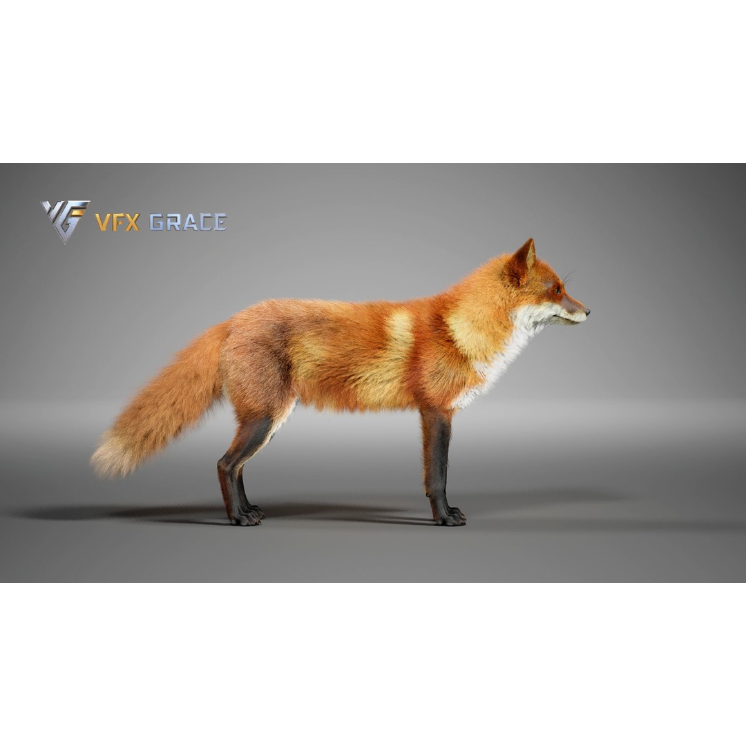 Red Fox 3D Model – High Poly Game-Ready Character Asset for Unreal Engine - View 9