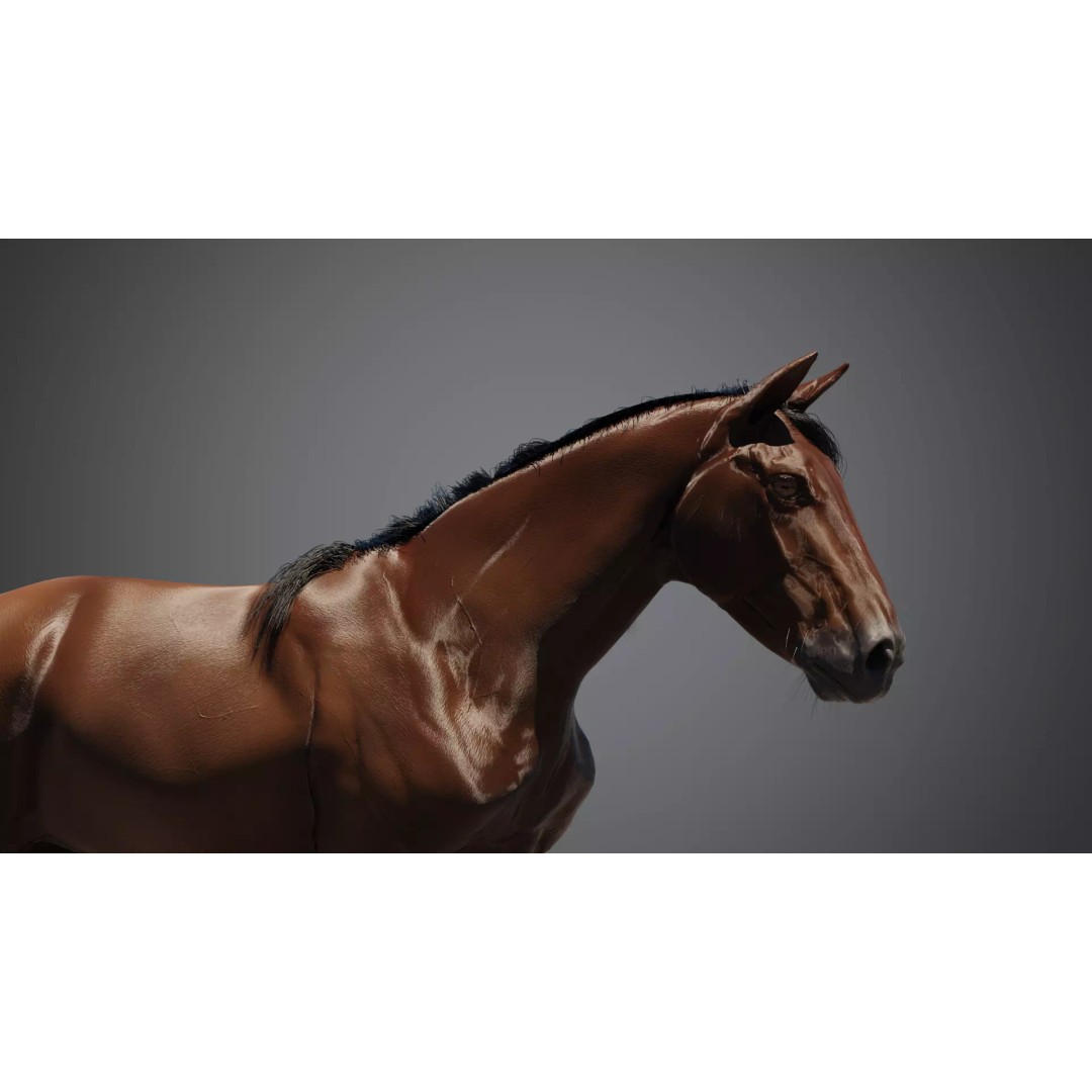 Brown Horse 3D Model – Game-Ready Rigged Asset, Blender & FBX - View 6