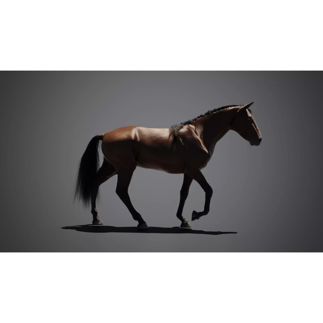Brown Horse 3D Model – Game-Ready Rigged Asset, Blender & FBX - View 8