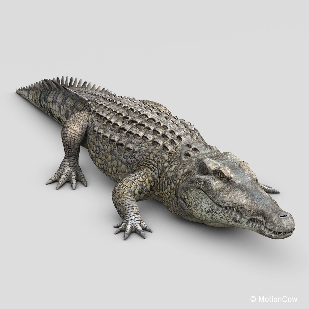 Realistic Crocodile 3D Model – Rigged Game Asset, FBX - View 10