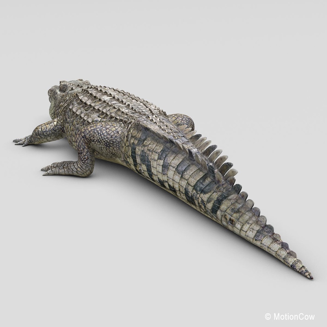 Realistic Crocodile 3D Model – Rigged Game Asset, FBX - View 11