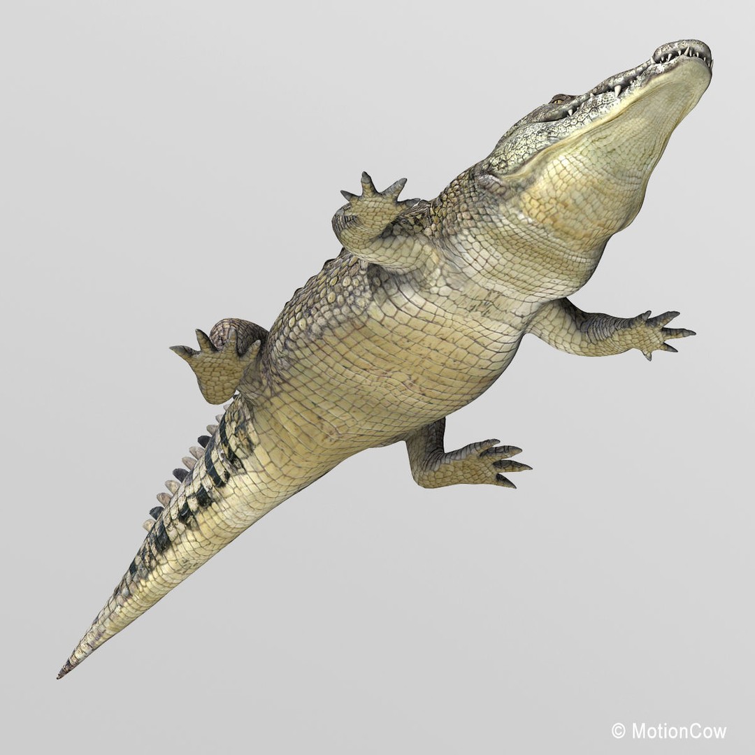 Realistic Crocodile 3D Model – Rigged Game Asset, FBX - View 12