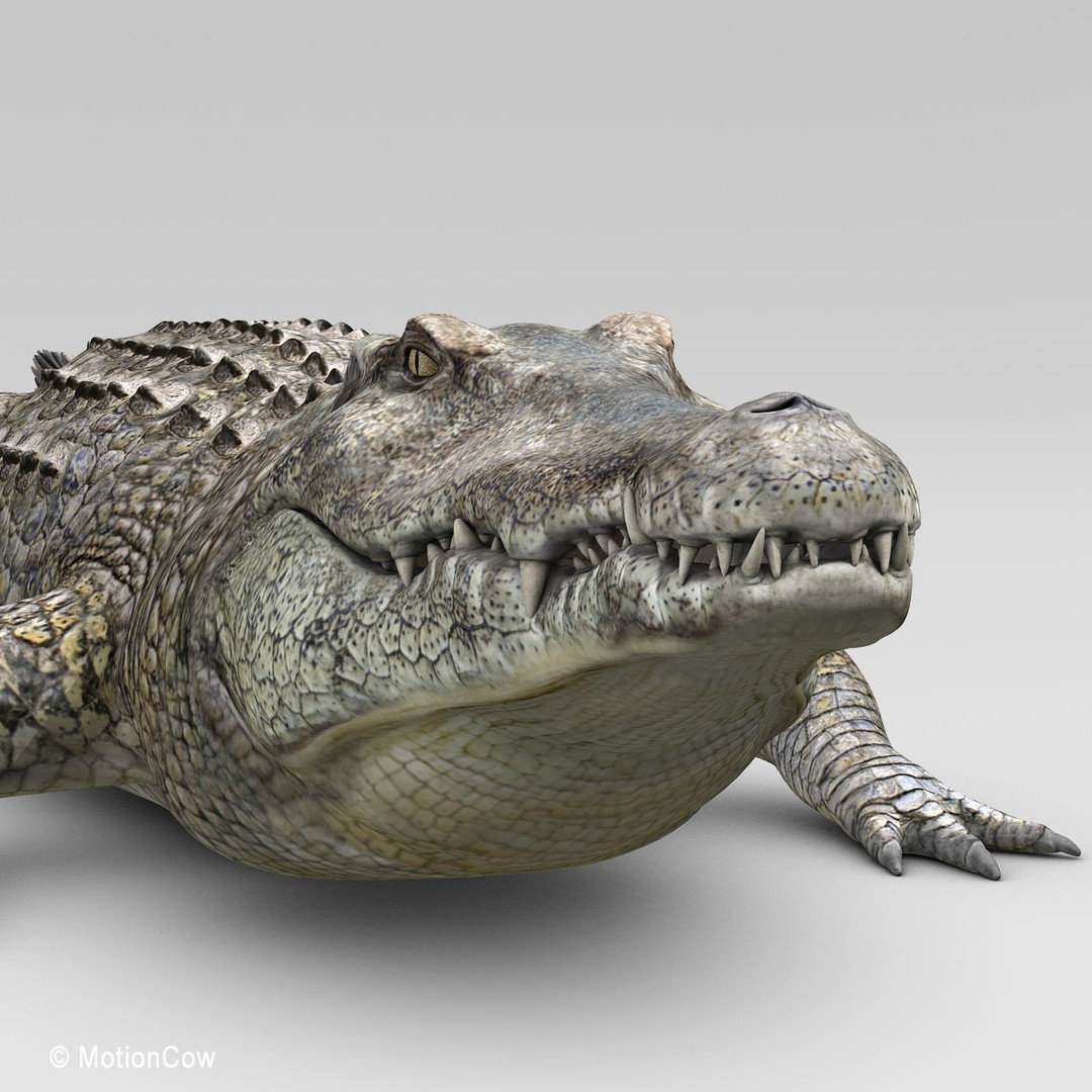 Realistic Crocodile 3D Model – Rigged Game Asset, FBX - View 13
