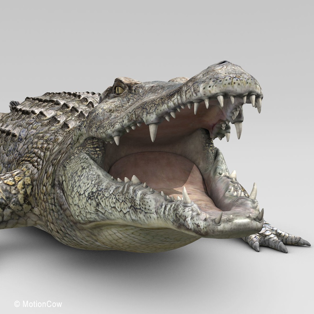 Realistic Crocodile 3D Model – Rigged Game Asset, FBX - View 14